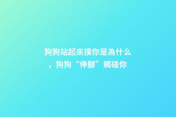 狗狗站起來撲你是為什么，狗狗“伸腳”觸碰你